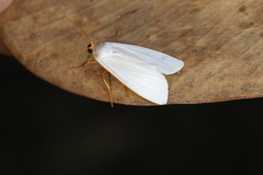 Agylla nivea