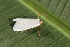 Agylla nivea