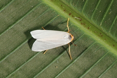Agylla nivea
