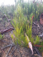 Allocasuarina nana