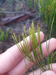 Allocasuarina nana