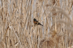 Fringilla montifringilla