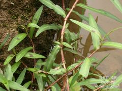 Persicaria kawagoeana