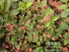 Persicaria humilis