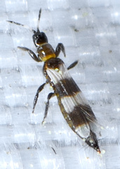 Aeolothrips collaris