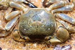 Paragrapsus quadridentatus