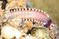 Leodice