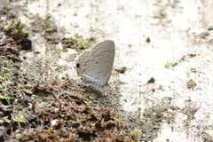 Catochrysops panormus