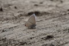 Catochrysops panormus