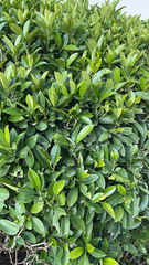 Magnoliopsida
