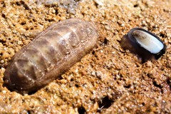 Chitonoidea