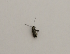 Euciodes suturalis