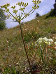 Peucedanum cervaria