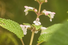 Phyllostegia lantanoides