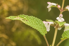 Phyllostegia lantanoides