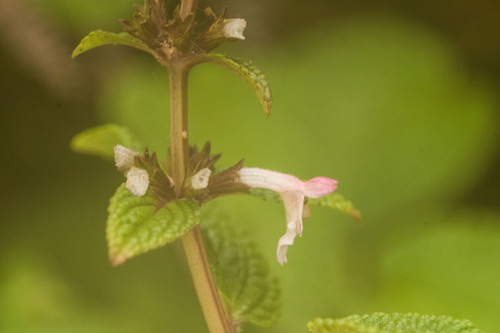 Phyllostegia lantanoides