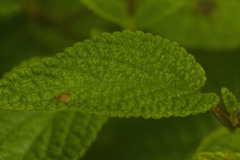 Phyllostegia lantanoides