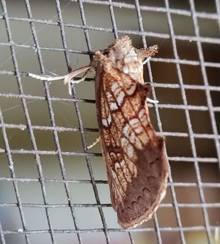 Baliopteryx argyrophora