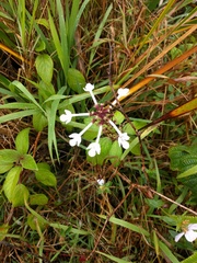 Phyllostegia grandiflora