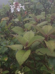Phyllostegia grandiflora