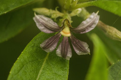 Scaevola mollis