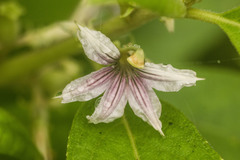 Scaevola mollis
