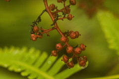Perrottetia sandwicensis