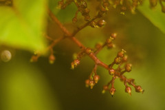 Perrottetia sandwicensis