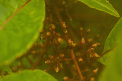 Perrottetia sandwicensis