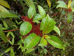 Perrottetia sandwicensis