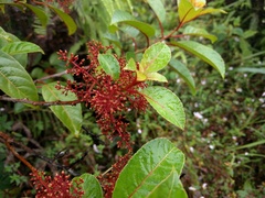 Perrottetia sandwicensis