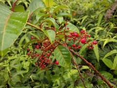 Perrottetia sandwicensis