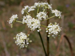 Peucedanum cervaria