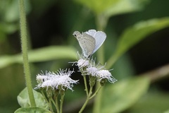 Catochrysops panormus