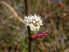 Peucedanum cervaria