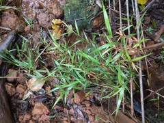 Isachne distichophylla