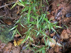 Isachne distichophylla