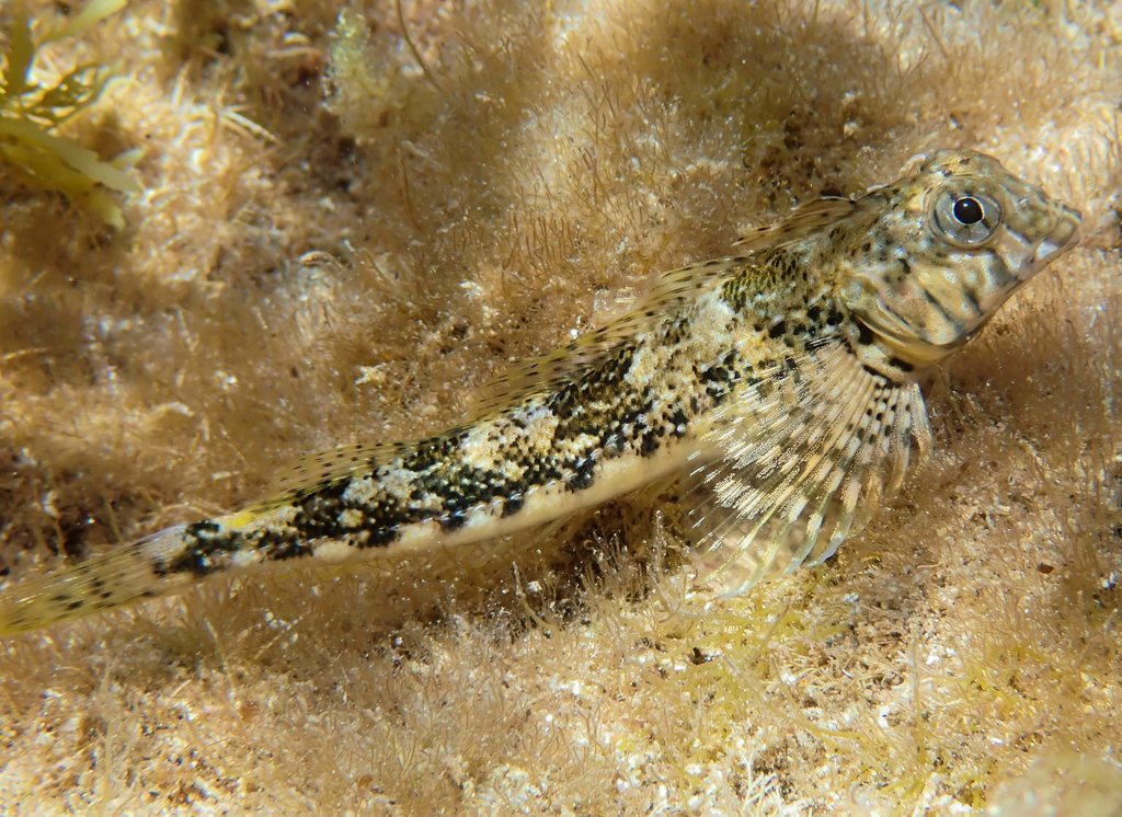 Western Jumping Blenny