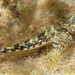 Western Jumping Blenny - Photo (c) René Campbell, some rights reserved (CC BY-NC), uploaded by René Campbell