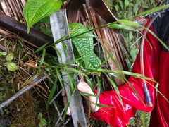 Isachne distichophylla