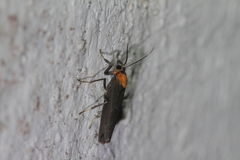 Apistosia judas