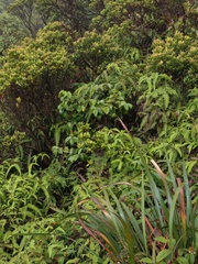 Antidesma platyphyllum