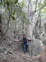 Beaucarnea recurvata