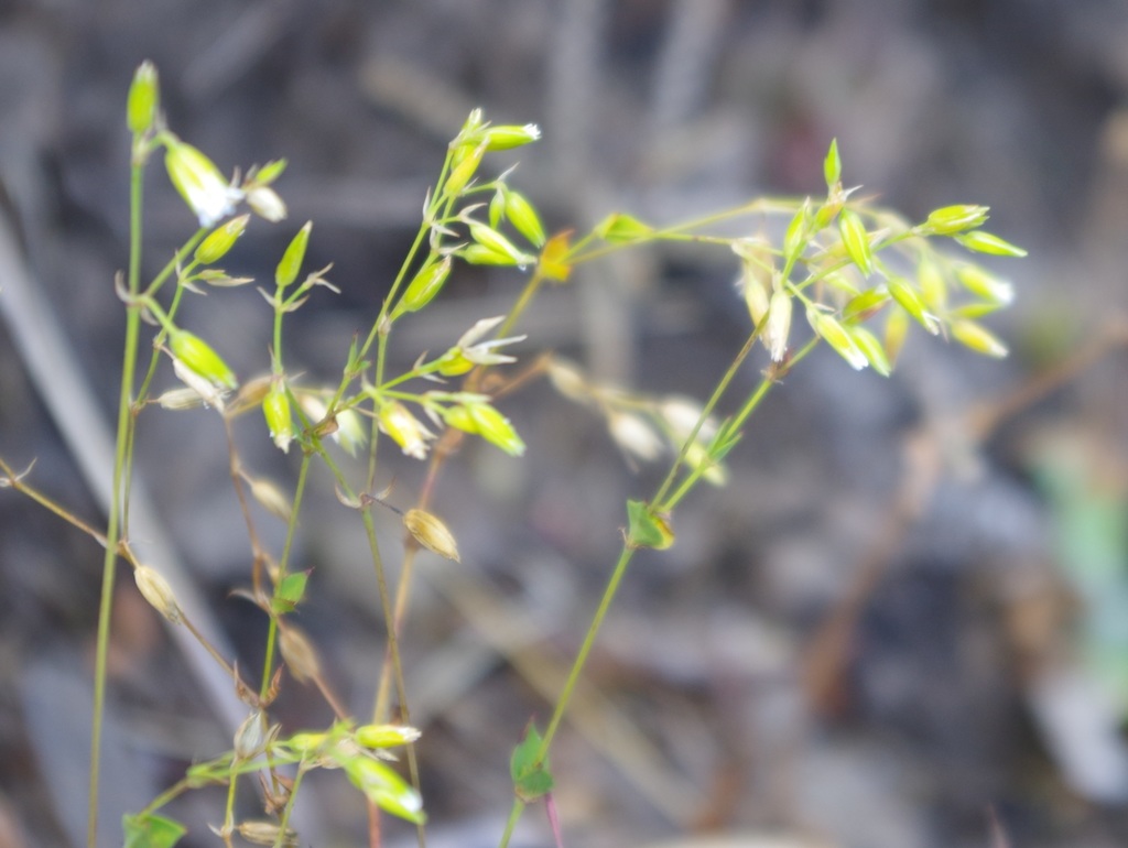 Drymaria veliziae