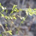 Drymaria veliziae - Photo (c) danplant, algunos derechos reservados (CC BY-NC), subido por danplant