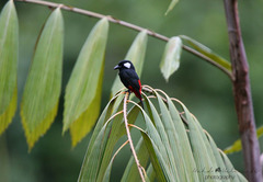 Peltops blainvillii