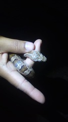 Pantherophis emoryi