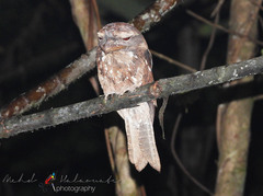 Podargus ocellatus ocellatus