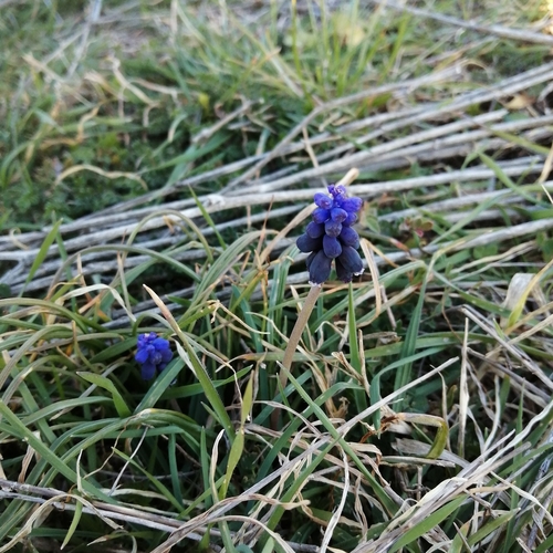 Muscari neglectum