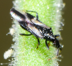 Montandoniola confusa